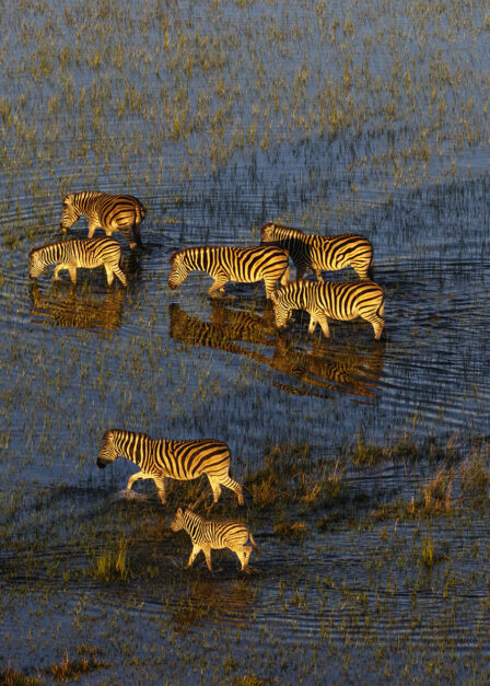 Zèbres dans le Delta de l'Okavango