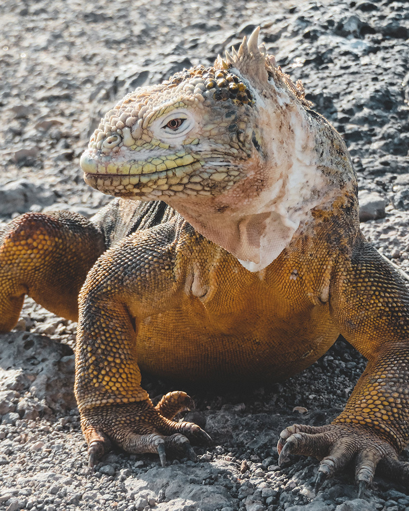 Iguane, Galapagos