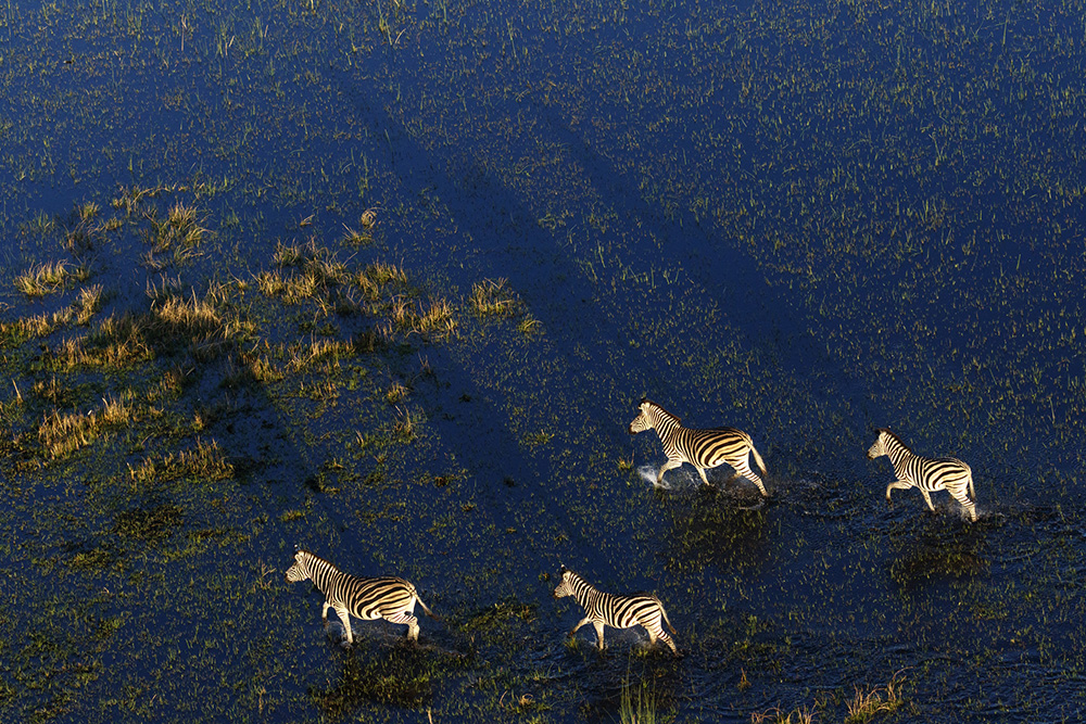 zebres-okavango