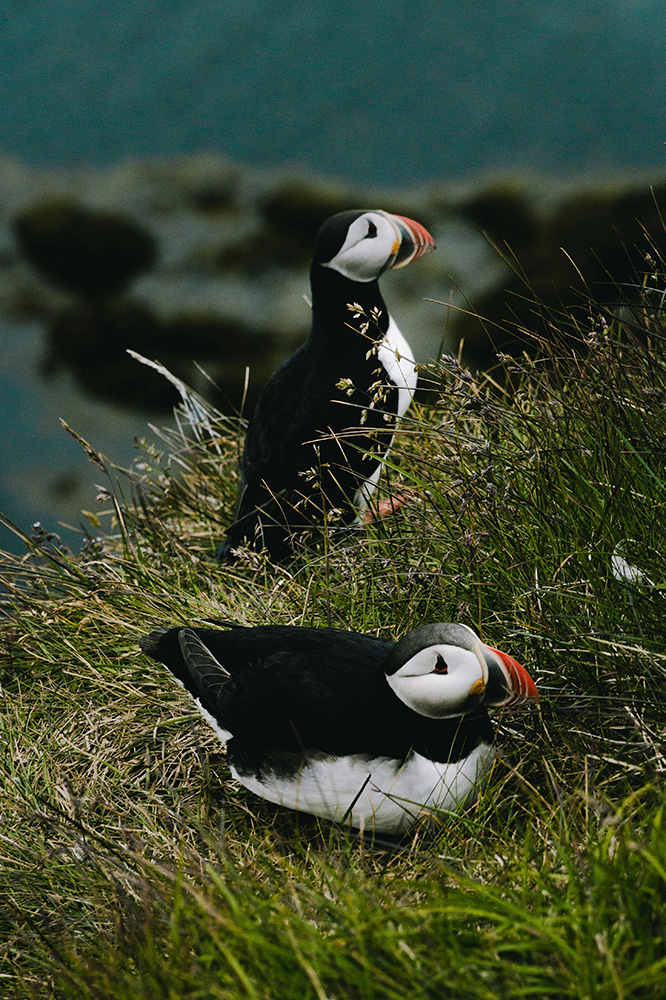 Macareux moine d'Islande