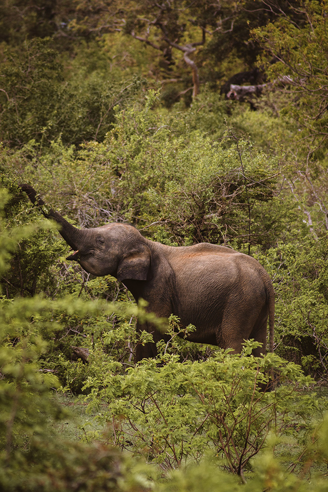 Elephant dans le parc de Yala, Sri Lanka