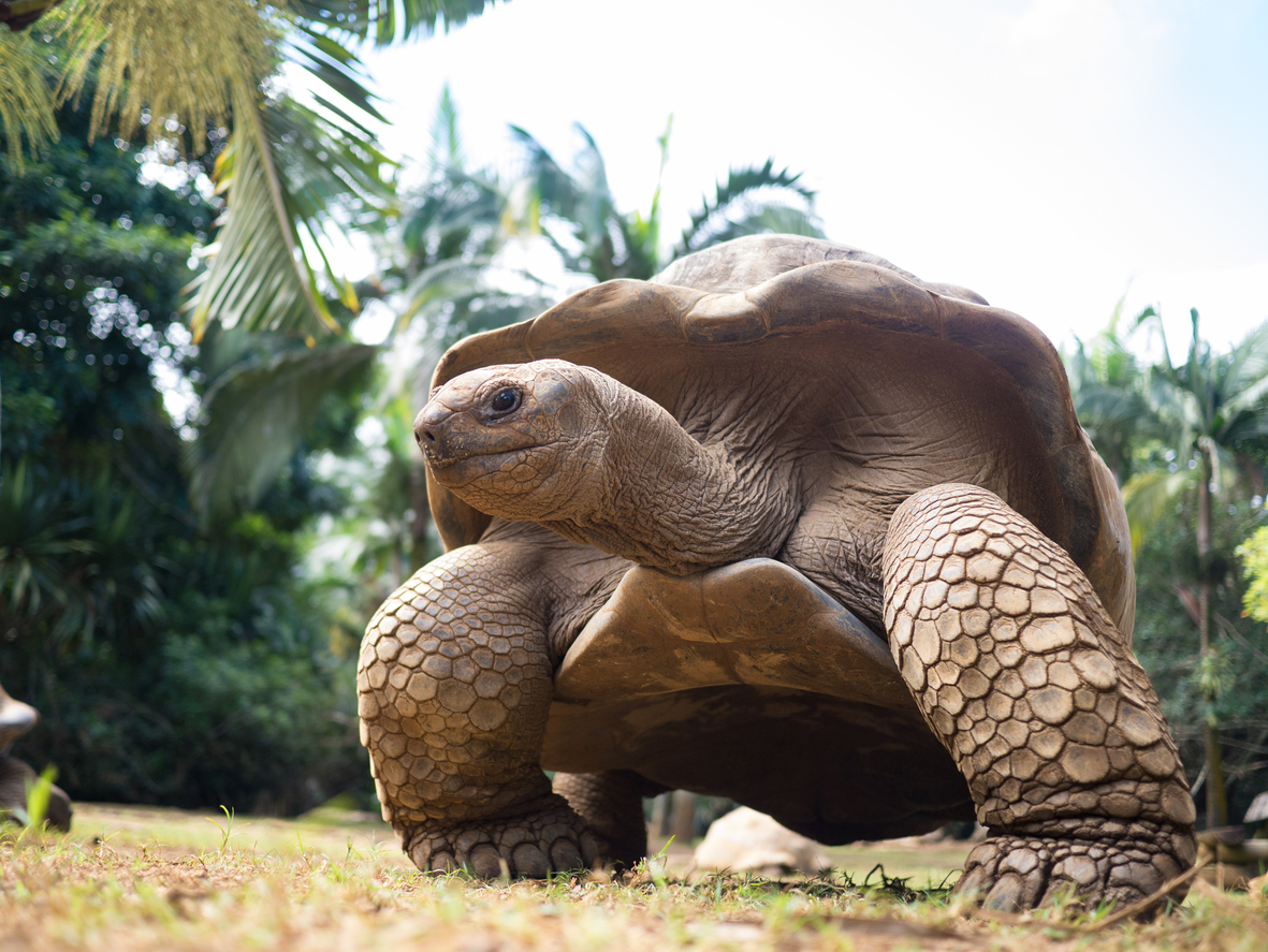 Tortue géante de l'île Maurice