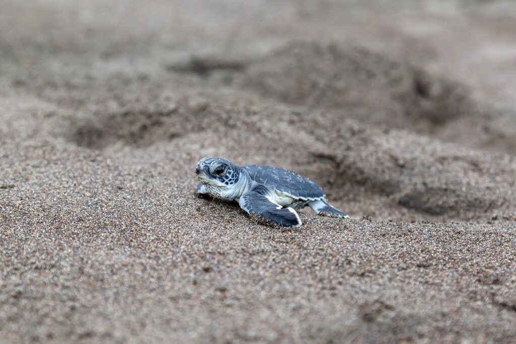 Costa Rica : découvrez un pays durable qui préserve sa biodiversité