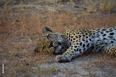 Rencontre animale lors d'un safari au Botswana