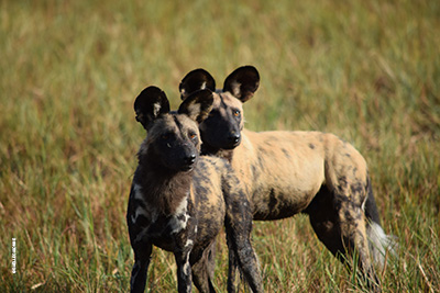 Rencontre animale lors d'un safari au Botswana