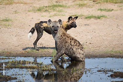 Rencontre animale lors d'un safari au Botswana