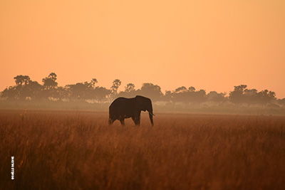 Rencontre animale lors d'un safari au Botswana