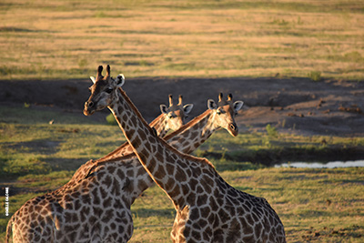 Rencontre animale lors d'un safari au Botswana