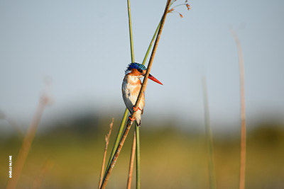 Oiseaux au Botswana