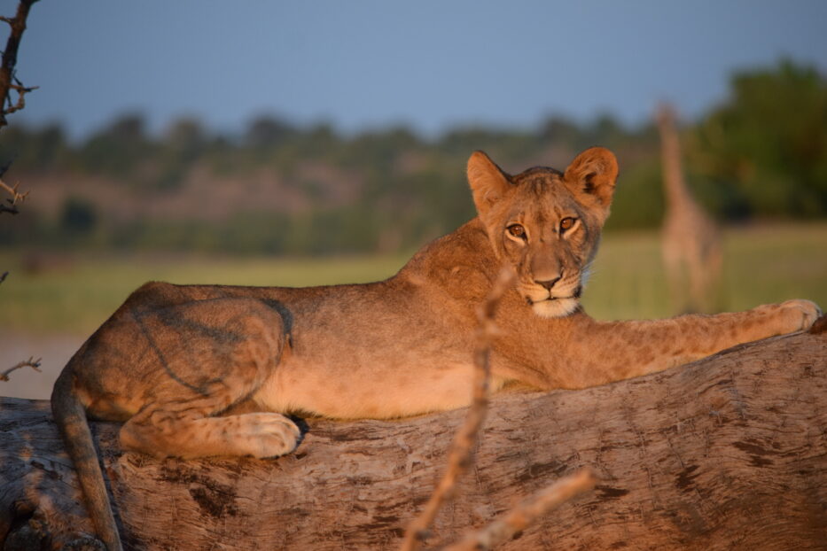 Voyage en pleine nature au Botswana : 3 lieux à découvrir