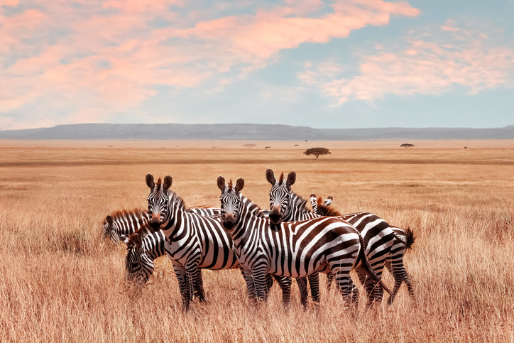 Zèbres sauvages dans le Parc National de Serengeti en Tanzanie