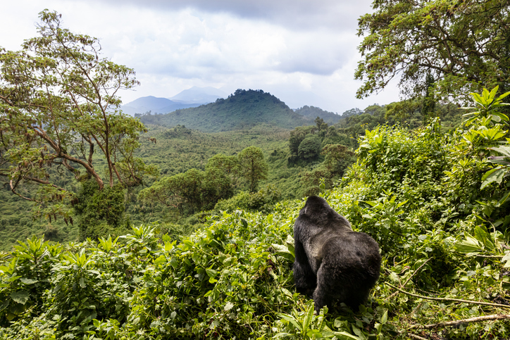 Gorille au Rwanda