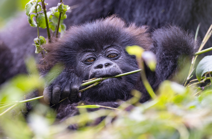 Bébé gorille dans un habitat naturel au Rwanda