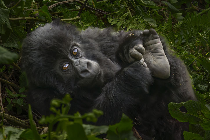 Jeune gorille des montagnes au Rwanda