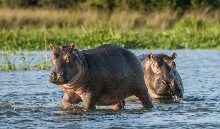 Rencontre avec des hippopotames en Zimbabwe