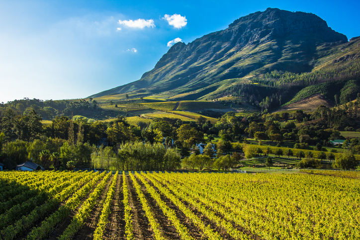 Vignobles en Afrique du Sud