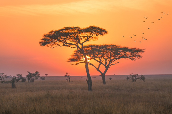 Parc national de Serengeti, tôt le matin avec le lever du soleil en Tanzanie