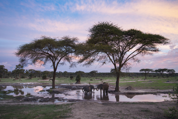 Éléphants au Zimbabwe