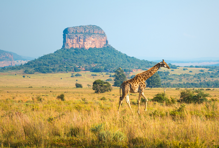 Paysage de girafe en Afrique du Sud