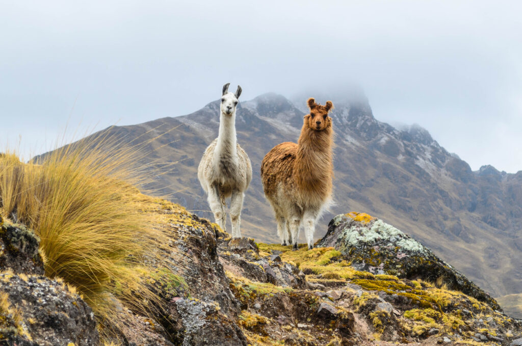 Voyage au Pérou, pays le plus complet d’Amérique du Sud