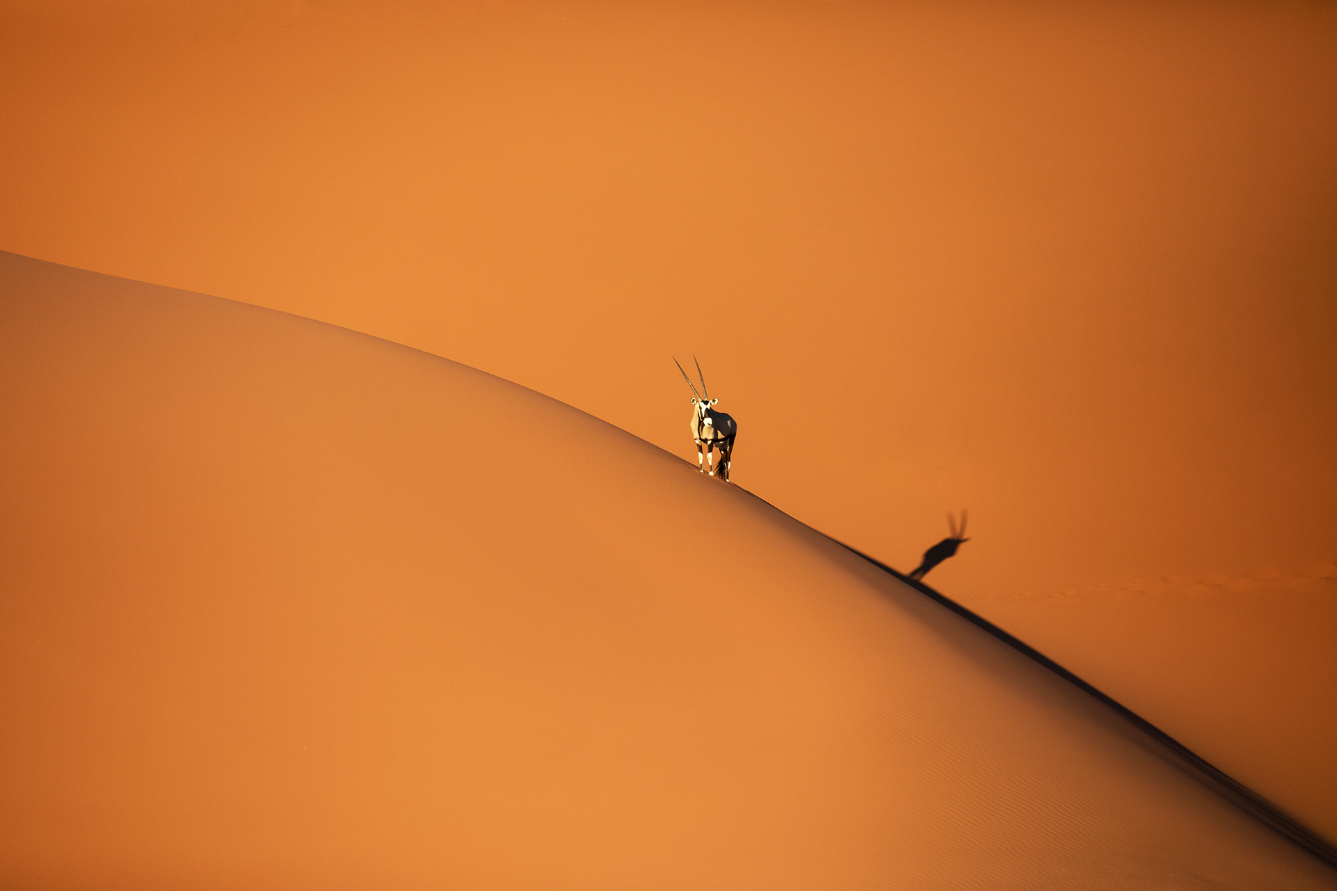 Oryx dans le désert du Namib en Namibie