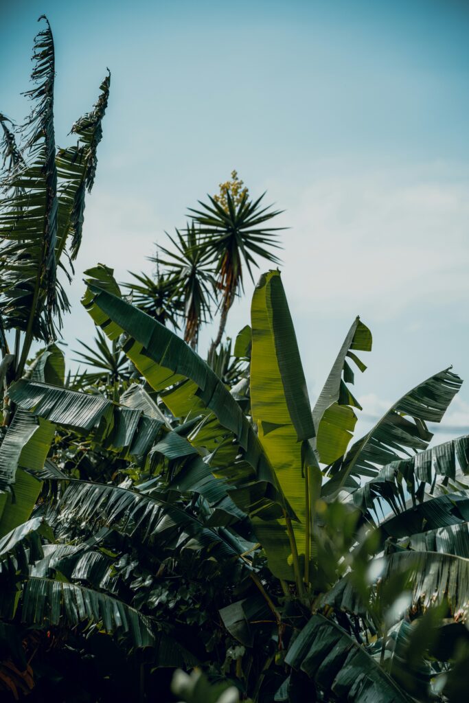 Costa Rica : découvrez un pays durable qui préserve sa biodiversité