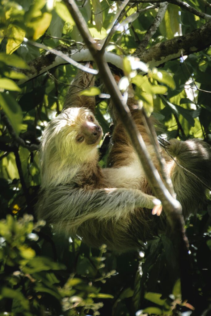 Costa Rica : découvrez un pays durable qui préserve sa biodiversité