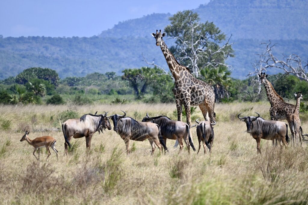 Retour de voyage dans le sud de la Tanzanie