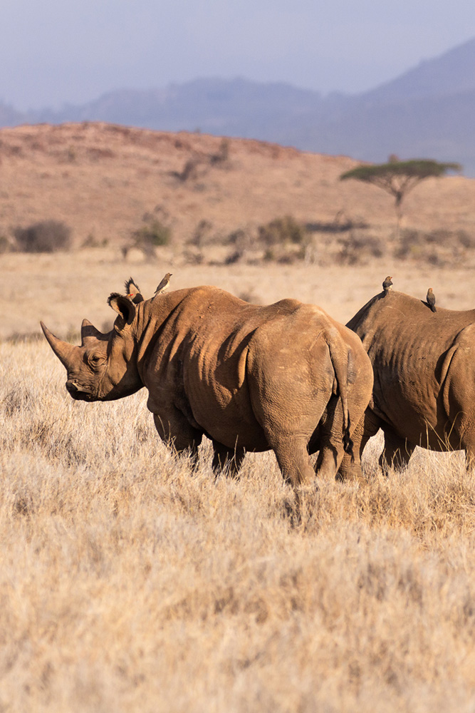 Safari dans la réserve de Lewa