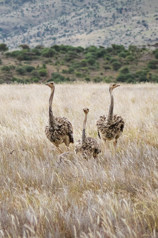 Dans le bush à Lewa