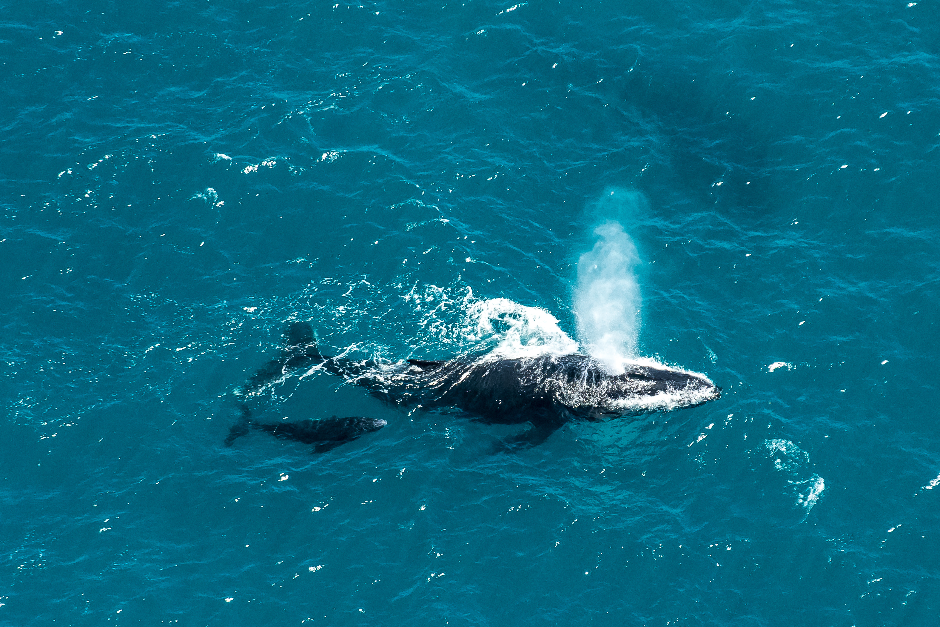 Humpback whale mother and calf, St. Mary's Island, Madagascar