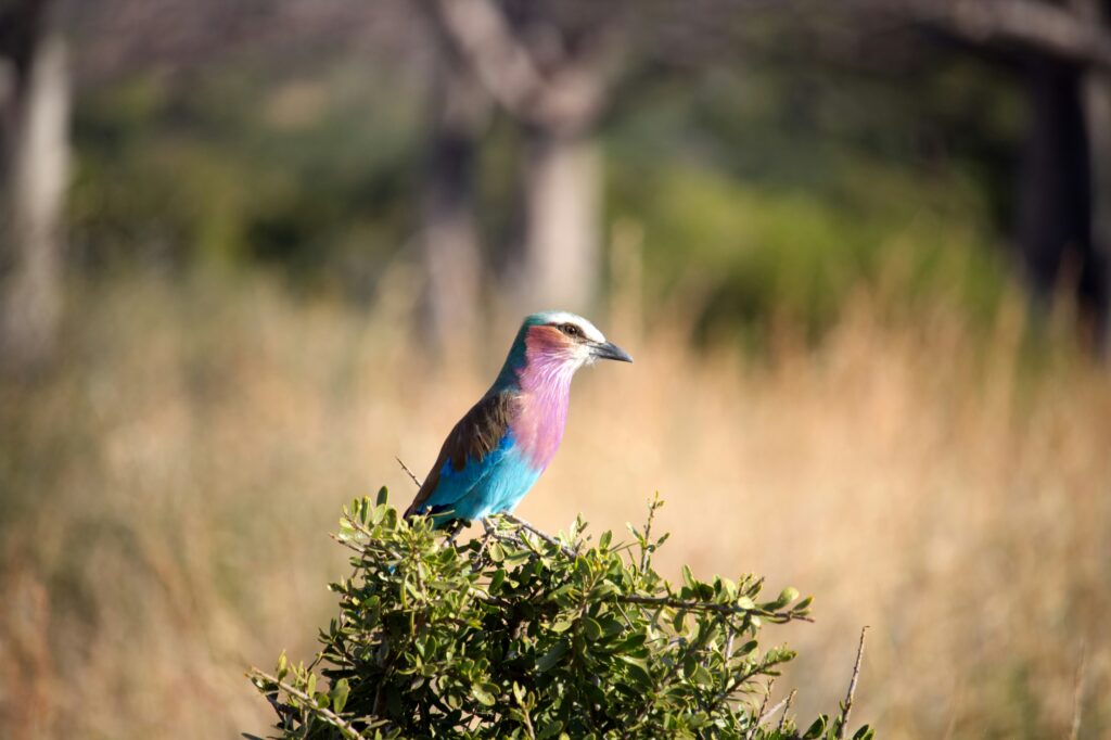 Retour de voyage dans le sud de la Tanzanie