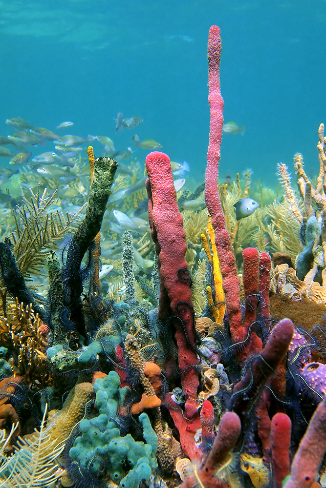 Fonds marins au Costa Rica