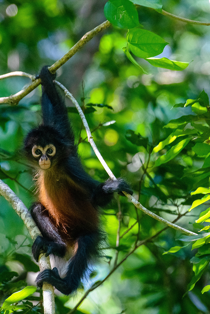 Rencontre avec un singe dans le Parc National Corcovado