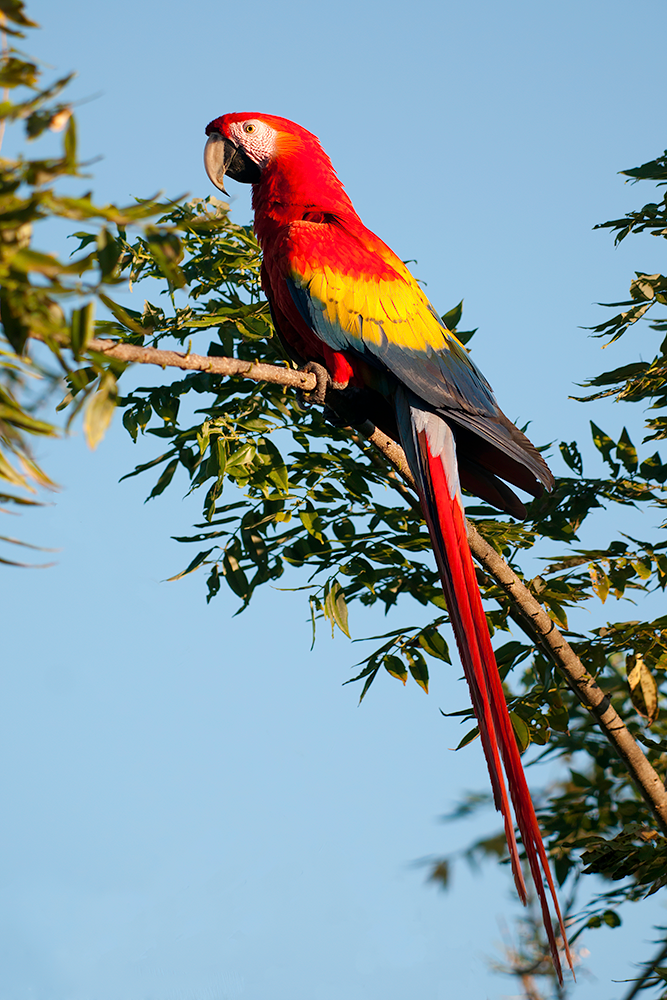 Rencontre au parc national de Carara au Costa Rica