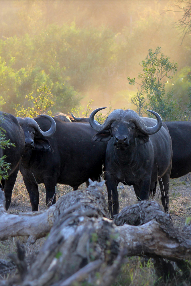 Votre arrivée dans la Réserve Sabi Sands